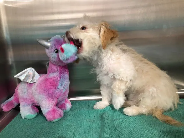 Larchmont Village Vet Picture 9