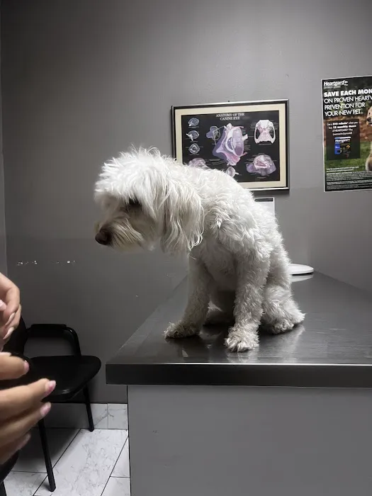 Ambassador Dog & Cat Hospital Picture 5