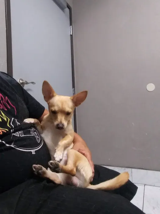 Ambassador Dog & Cat Hospital Picture 6