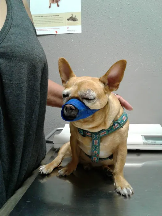 Ambassador Dog & Cat Hospital Picture 10