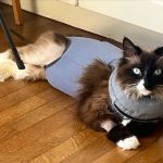 Economico Animal Hospital