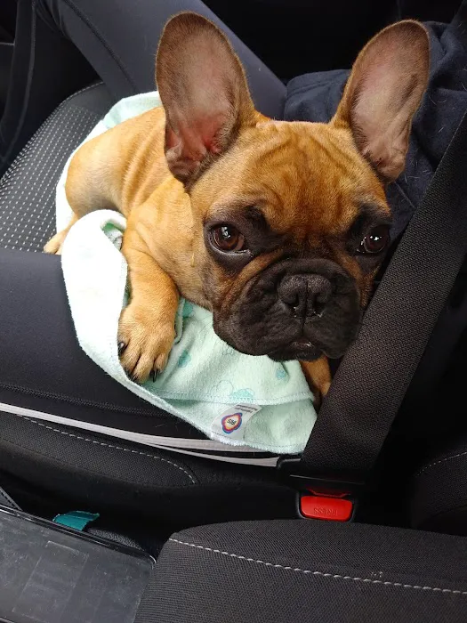 Economico Animal Hospital Picture 6