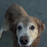 Veterinary Cancer Group SB, A Thrive Pet Healthcare Partner