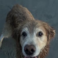 Veterinary Cancer Group SB, A Thrive Pet Healthcare Partner ico