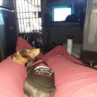 California Veterinary Hospital ico