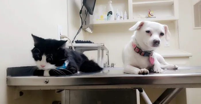 Bay Cities Pet Hospital Picture 7