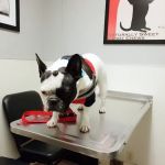 Animal-AM Emergency Clinic of Pasadena