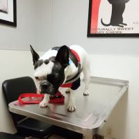 Animal-AM Emergency Clinic of Pasadena ico