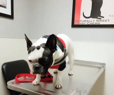 Animal-AM Emergency Clinic of Pasadena