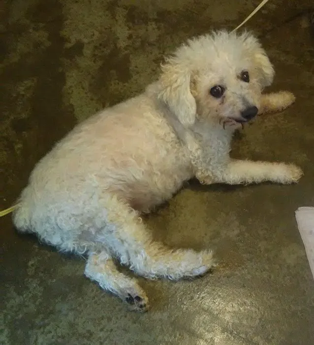 Animal-AM Emergency Clinic of Pasadena Picture 2