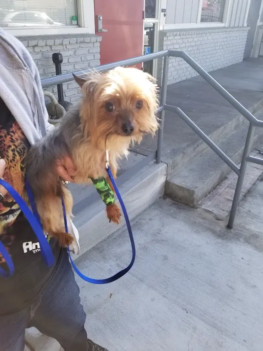 Animal-AM Emergency Clinic of Pasadena Picture 8