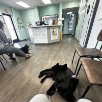 Animal Medical Hospital ico