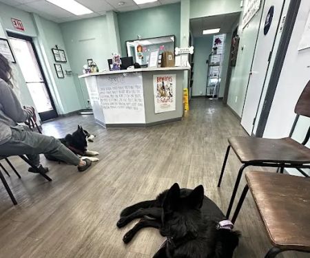 Animal Medical Hospital