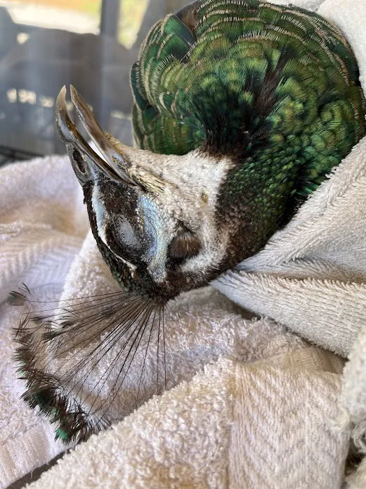 Exotic Animal Veterinary Center Picture 3