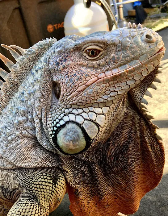 Exotic Animal Veterinary Center Picture 5