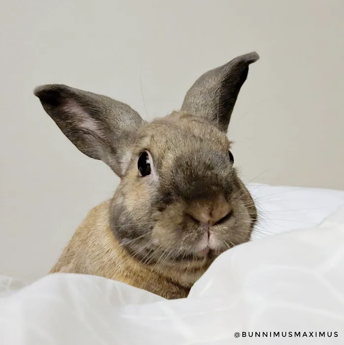 Exotic Animal Veterinary Center Picture 6