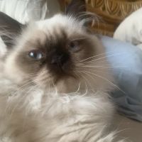 Low Cost Pet Vaccines Pasadena ico