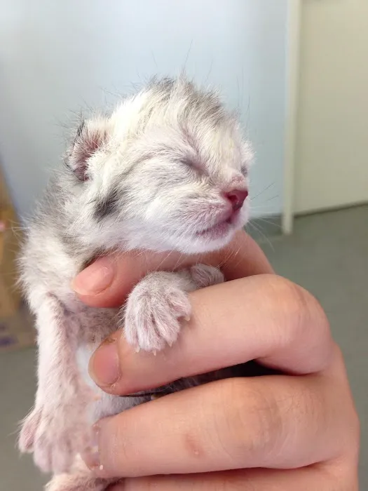 Rose City Veterinary Hospital Picture 4