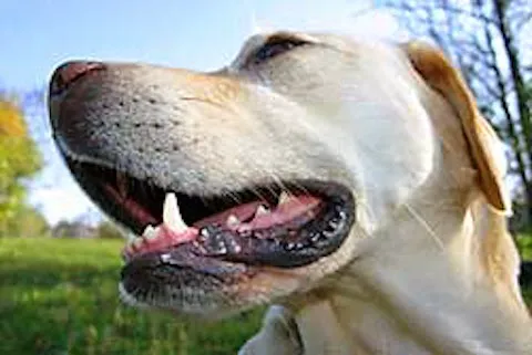 Advanced Veterinary Dentistry Picture 1