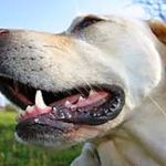 Advanced Veterinary Dentistry