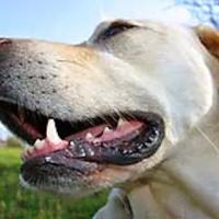 Advanced Veterinary Dentistry ico
