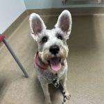 Animal Dermatology Clinic