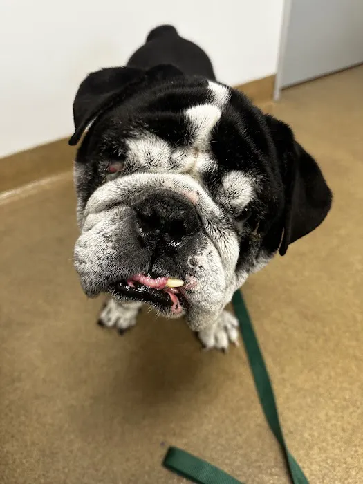 Animal Dermatology Clinic Picture 7