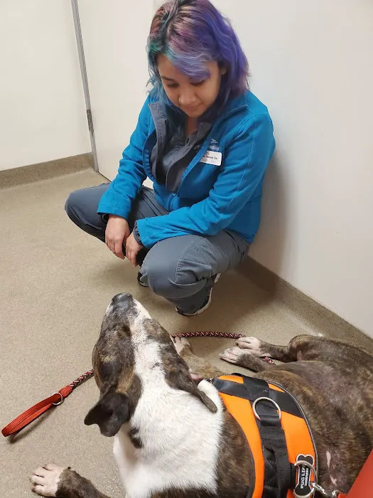 Animal Dermatology Clinic Picture 9