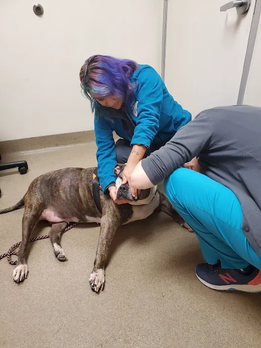 Animal Dermatology Clinic Picture 10