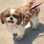 Eye Care for Animals - Pasadena