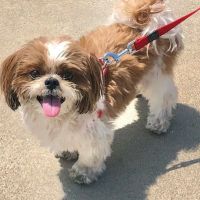 Eye Care for Animals - Pasadena ico