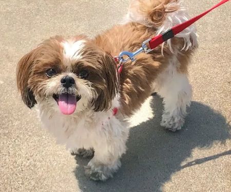 Eye Care for Animals - Pasadena