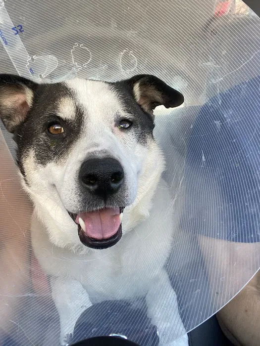 Eye Care for Animals - Pasadena Picture 2