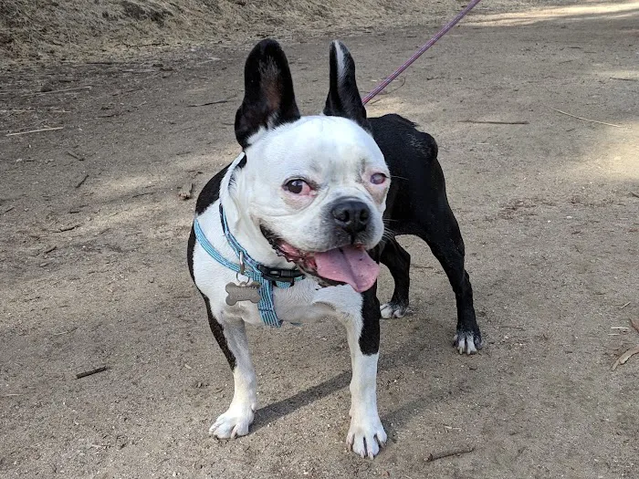 Eye Care for Animals - Pasadena Picture 10