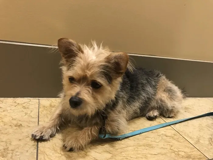 Pasadena Pets Veterinary Hospital Picture 3