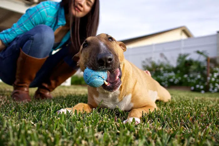 Pasadena Pets Veterinary Hospital Picture 5