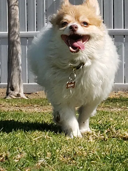 Pasadena Pets Veterinary Hospital Picture 8