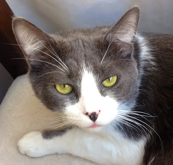 Petsadena Animal Hospital Picture 5