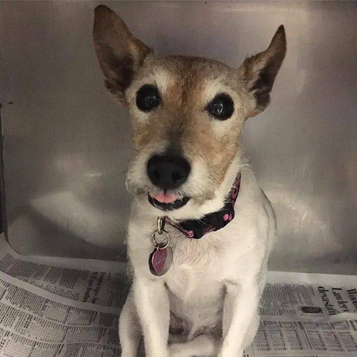 Petsadena Animal Hospital Picture 6