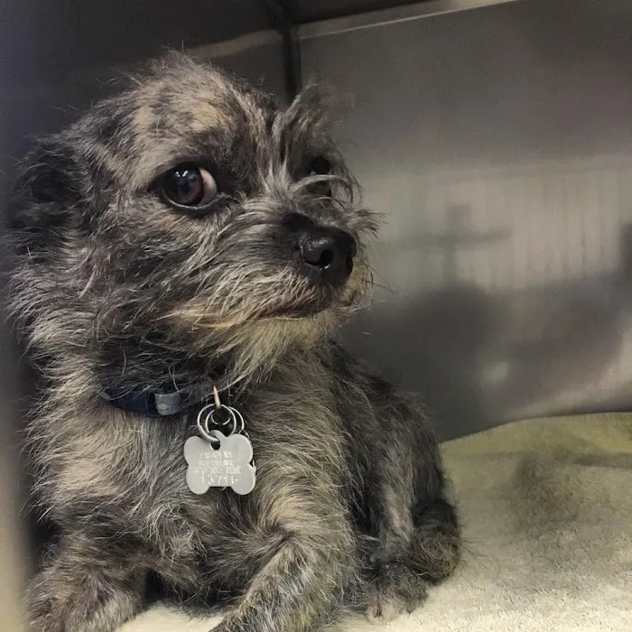 Petsadena Animal Hospital Picture 9