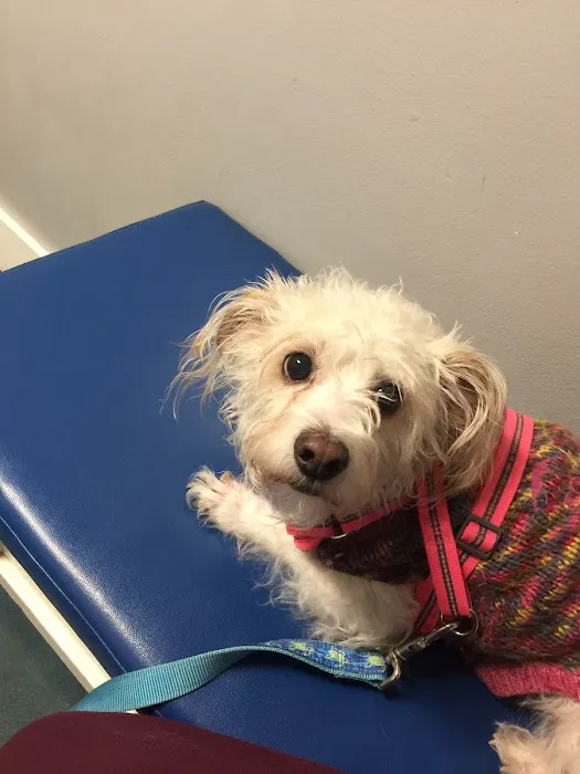 Petsadena Animal Hospital Picture 8