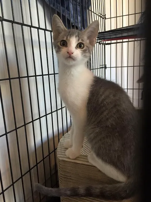 Petsadena Animal Hospital Picture 10