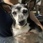 Vetco Total Care Animal Hospital