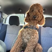 LAASER Los Angeles Animal Specialty, Emergency & Rehabilitation ico