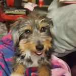 Vet Villa Animal Hospital