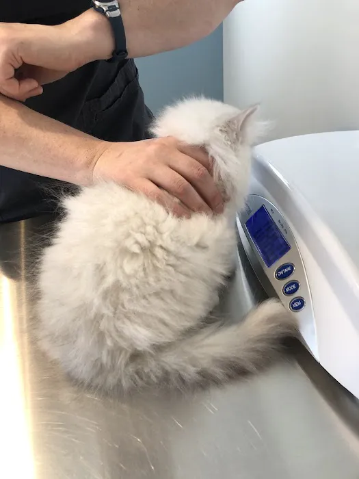 Vet Villa Animal Hospital Picture 7