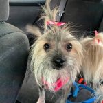 VCA TLC Pasadena Veterinary Specialty and Emergency