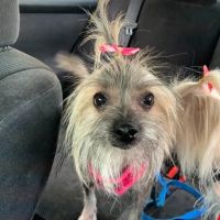 VCA TLC Pasadena Veterinary Specialty and Emergency ico