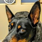 Affordable Animal Hospital Silver Lake