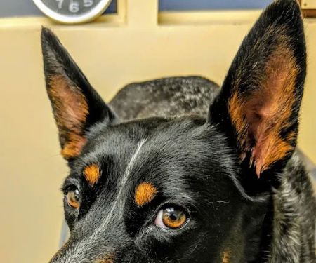 Affordable Animal Hospital Silver Lake